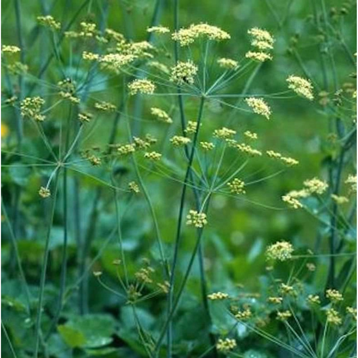 Kleine Bibernelle - Pimpinella saxifraga günstig online kaufen