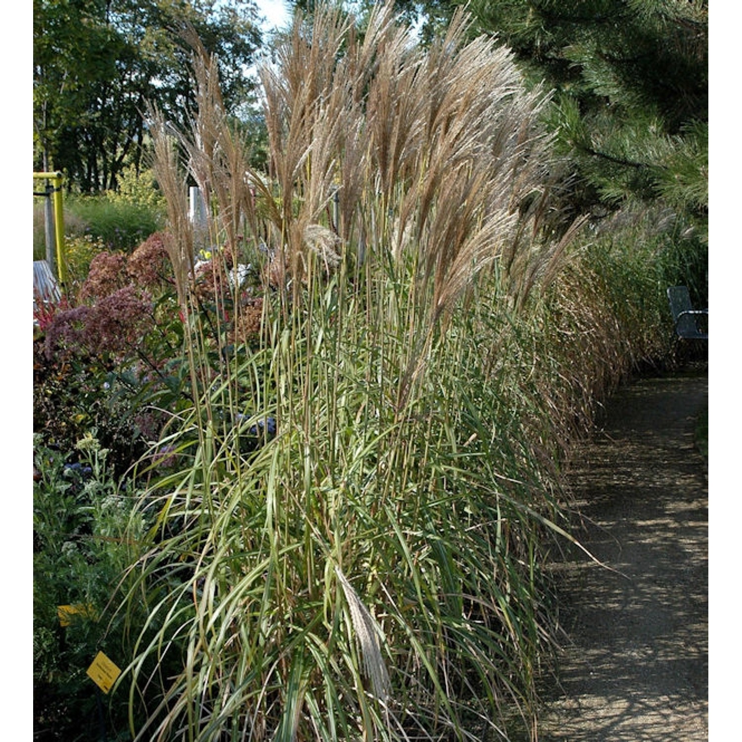 Chinaschilf Malepartus - Miscanthus sinensis günstig online kaufen