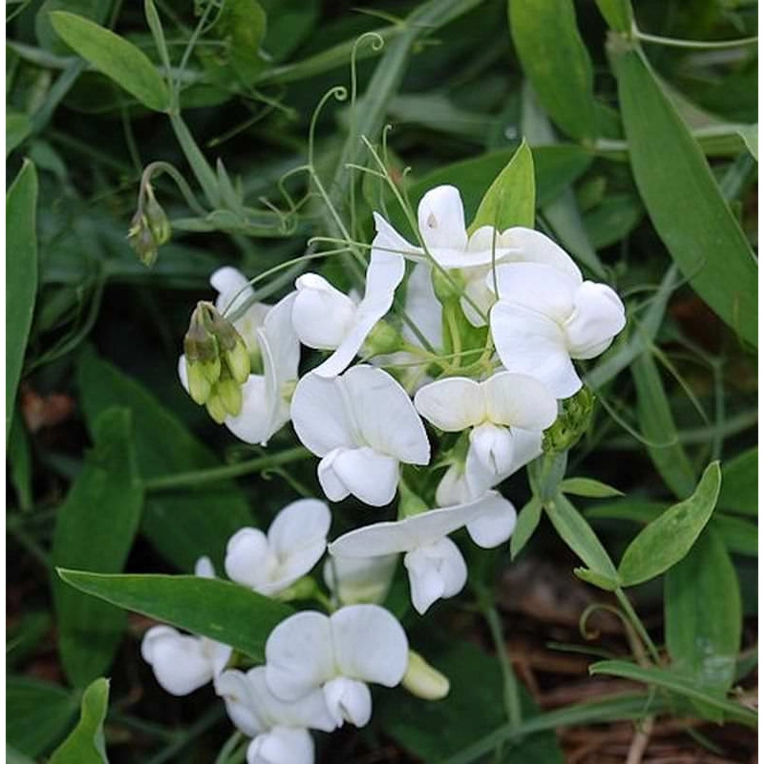 Staudenwicke Weiße Perle - Lathyrus latifolius günstig online kaufen