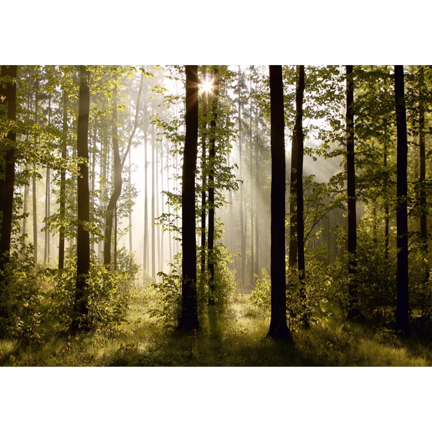 Sanders & Sanders Fototapete Bewaldete Landschaft Grün 360 x 270 cm 600416 günstig online kaufen