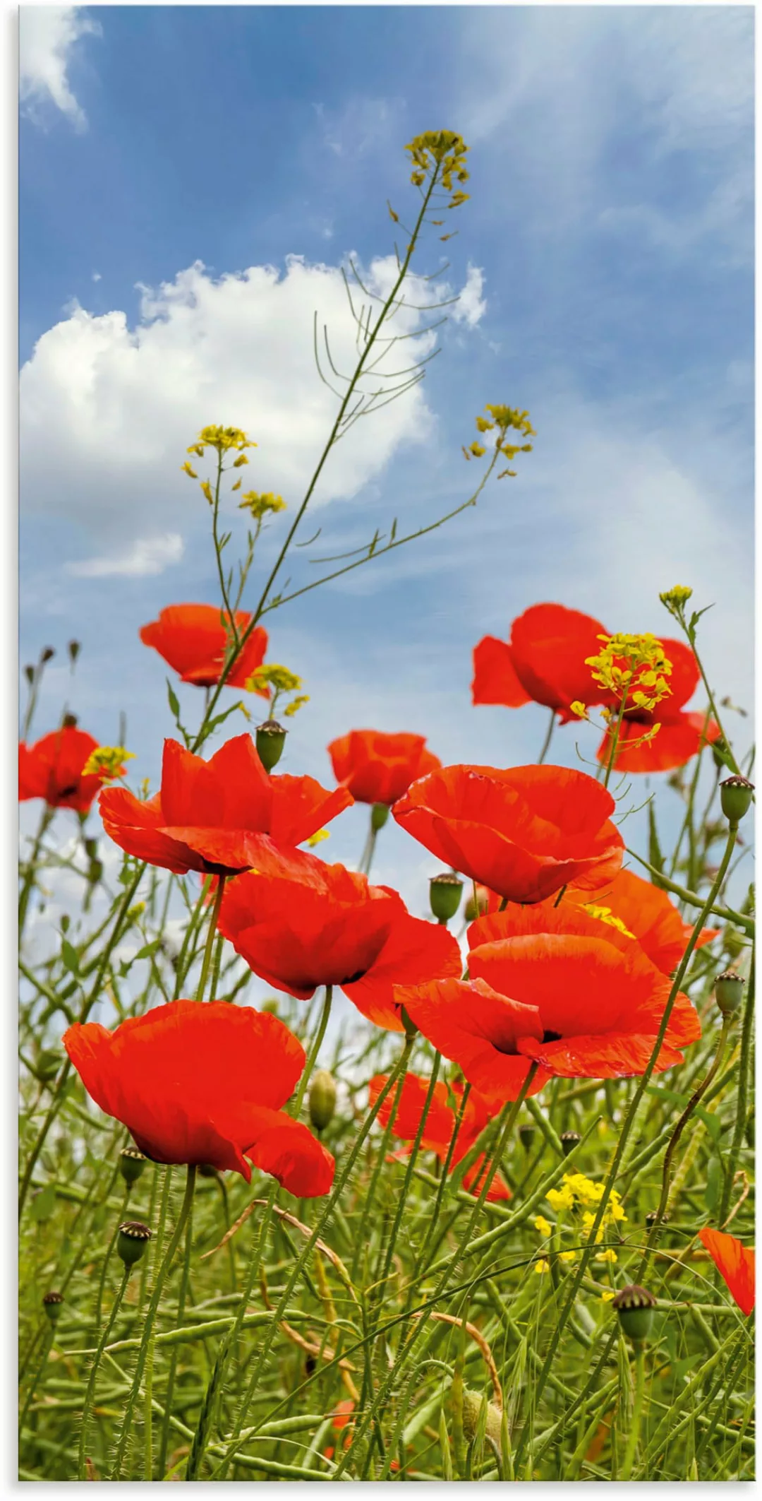 Artland Wandbild »Mohnblumen im Panorama«, Blumenbilder, (1 St.) günstig online kaufen