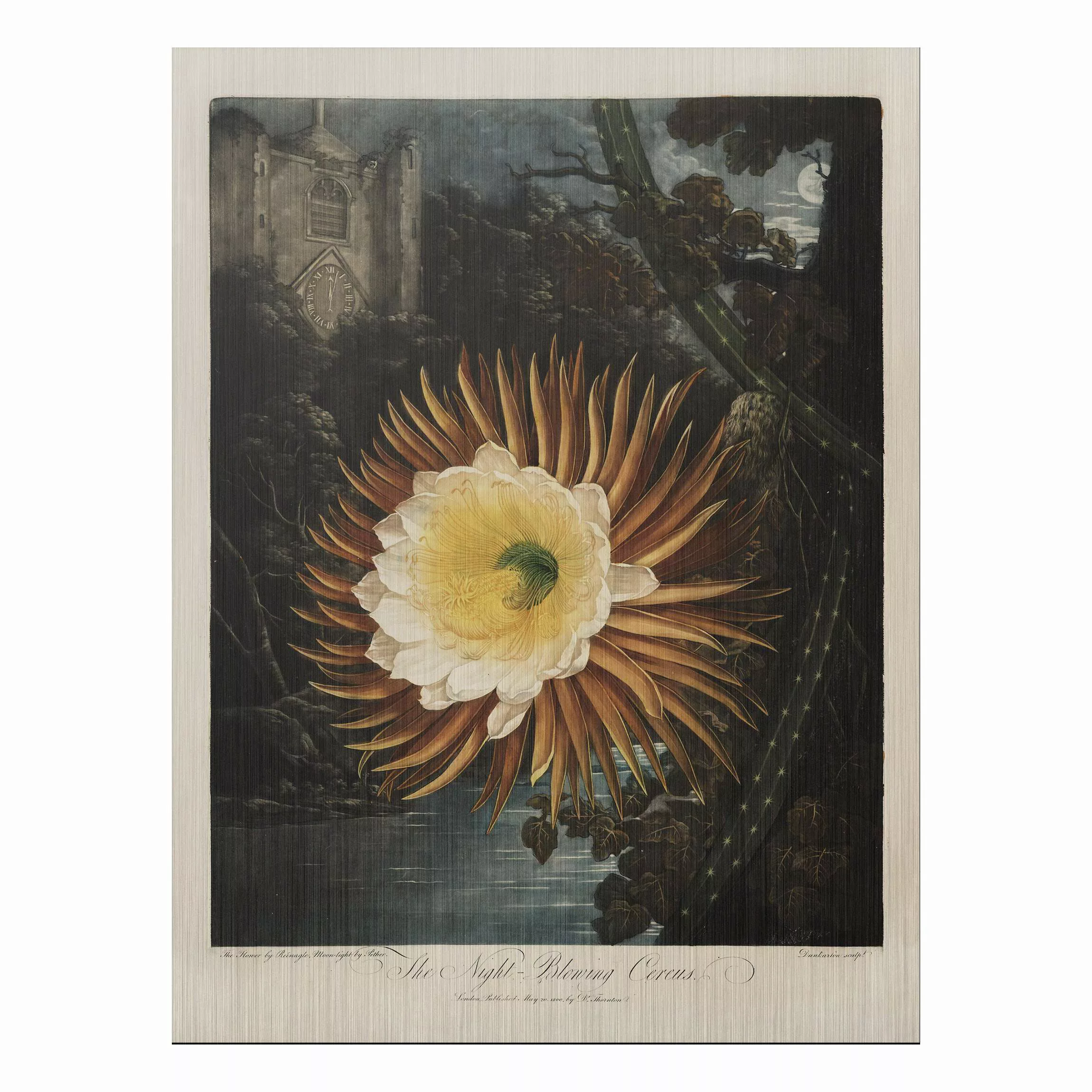 Alu-Dibond Bild Blumen - Hochformat 3:4 Botanik Vintage Illustration Kaktus günstig online kaufen