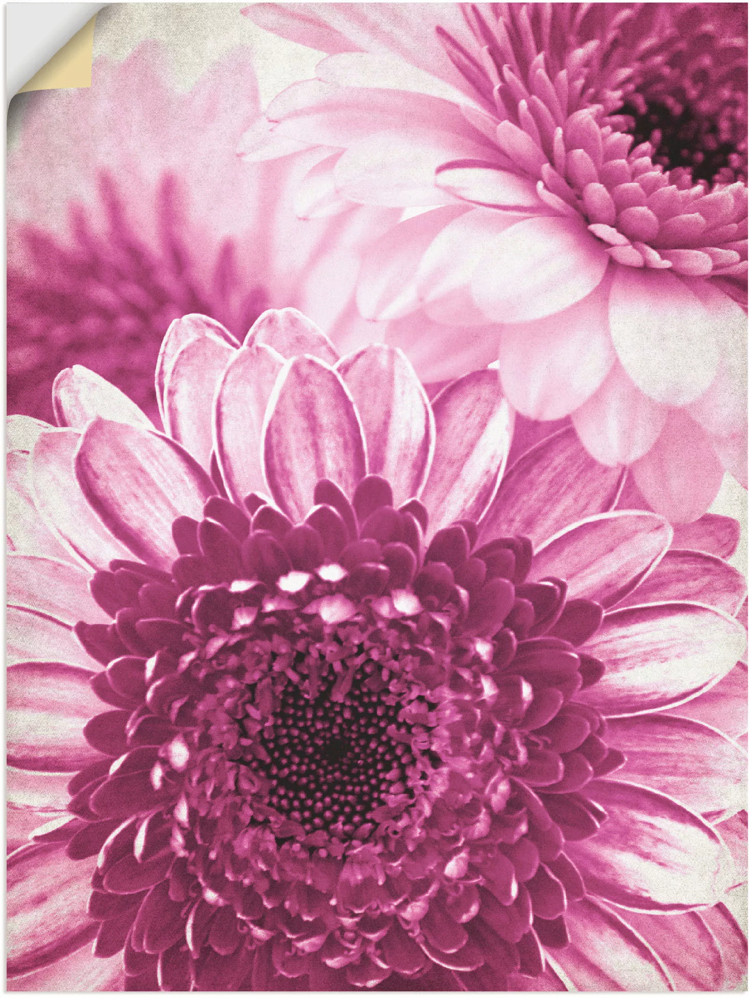 Artland Wandfolie »Pinke Gerbera«, Blumen, (1 St.), selbstklebend günstig online kaufen