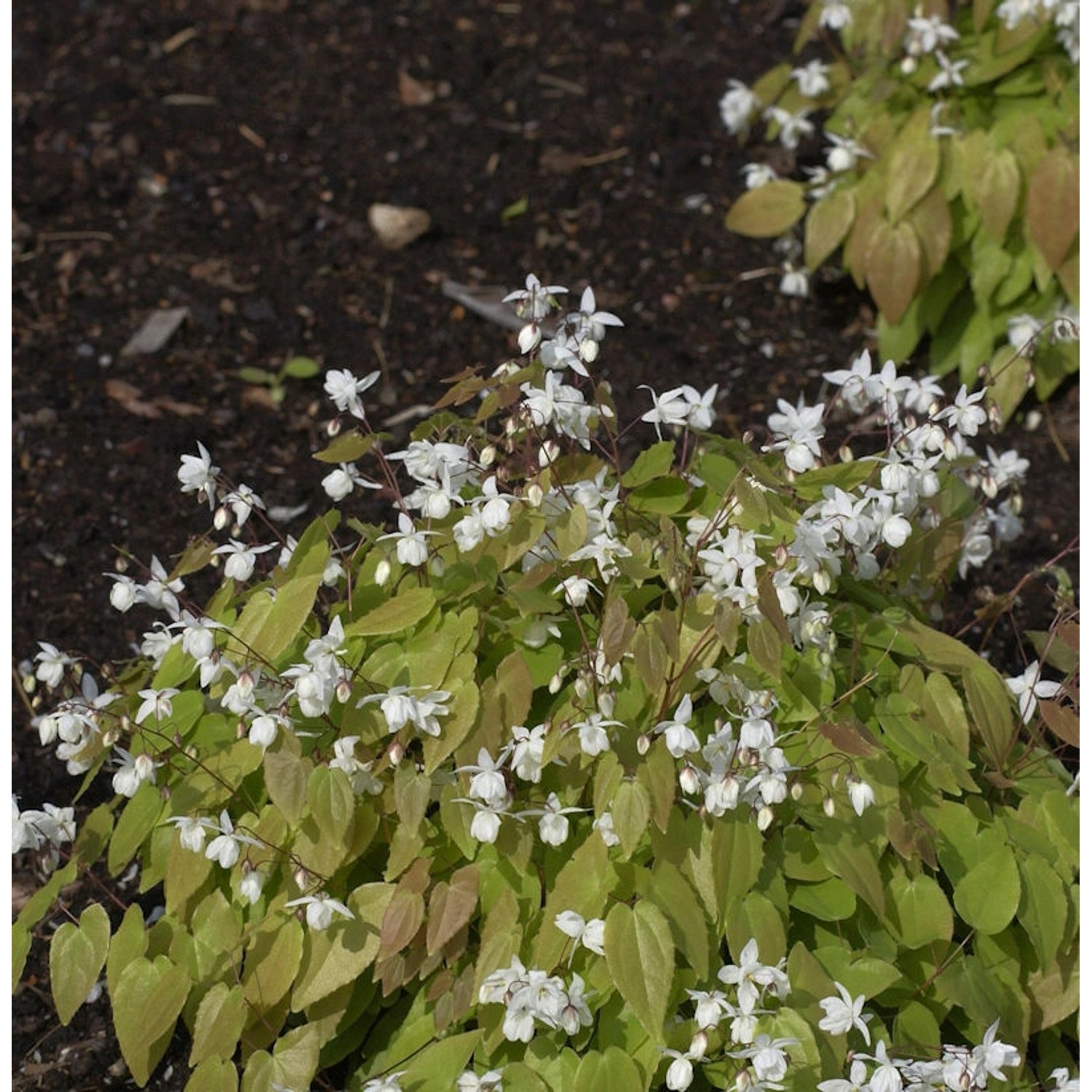 weißblühende Elfenblume - Epimedium pauciflorum günstig online kaufen