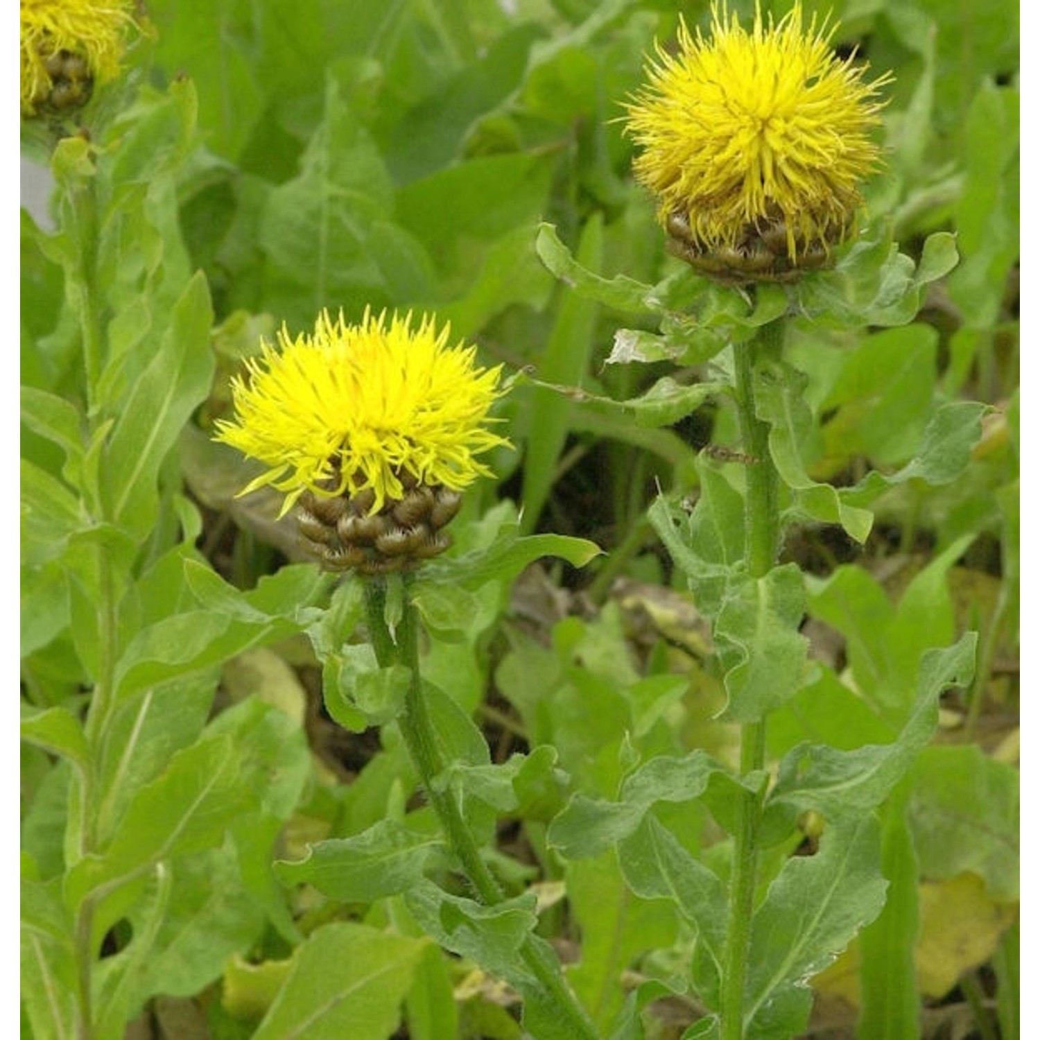 Große Flockenblume - Centaurea macrocephala günstig online kaufen