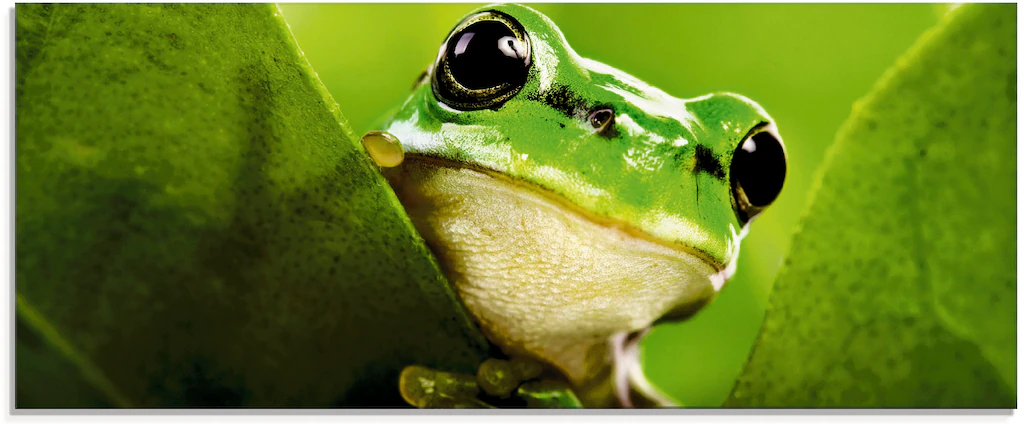 Artland Glasbild "Ausspähender Frosch", Wassertiere, (1 St.), in verschiede günstig online kaufen