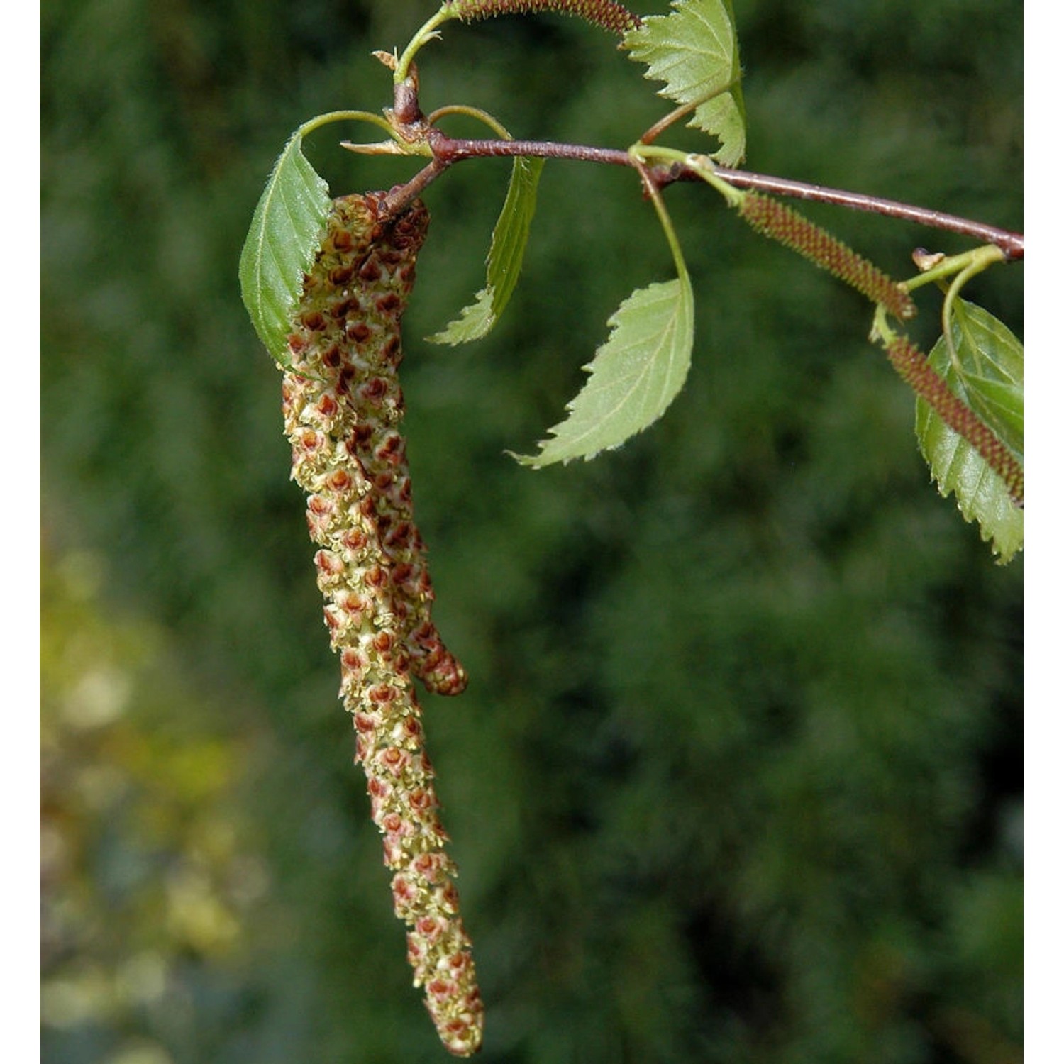 Sand Birke 100-125cm - Betula pendula günstig online kaufen