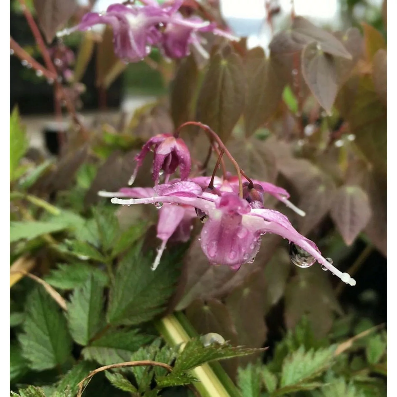 Elfenblume Lilafee - Epimedium grandiflorum günstig online kaufen