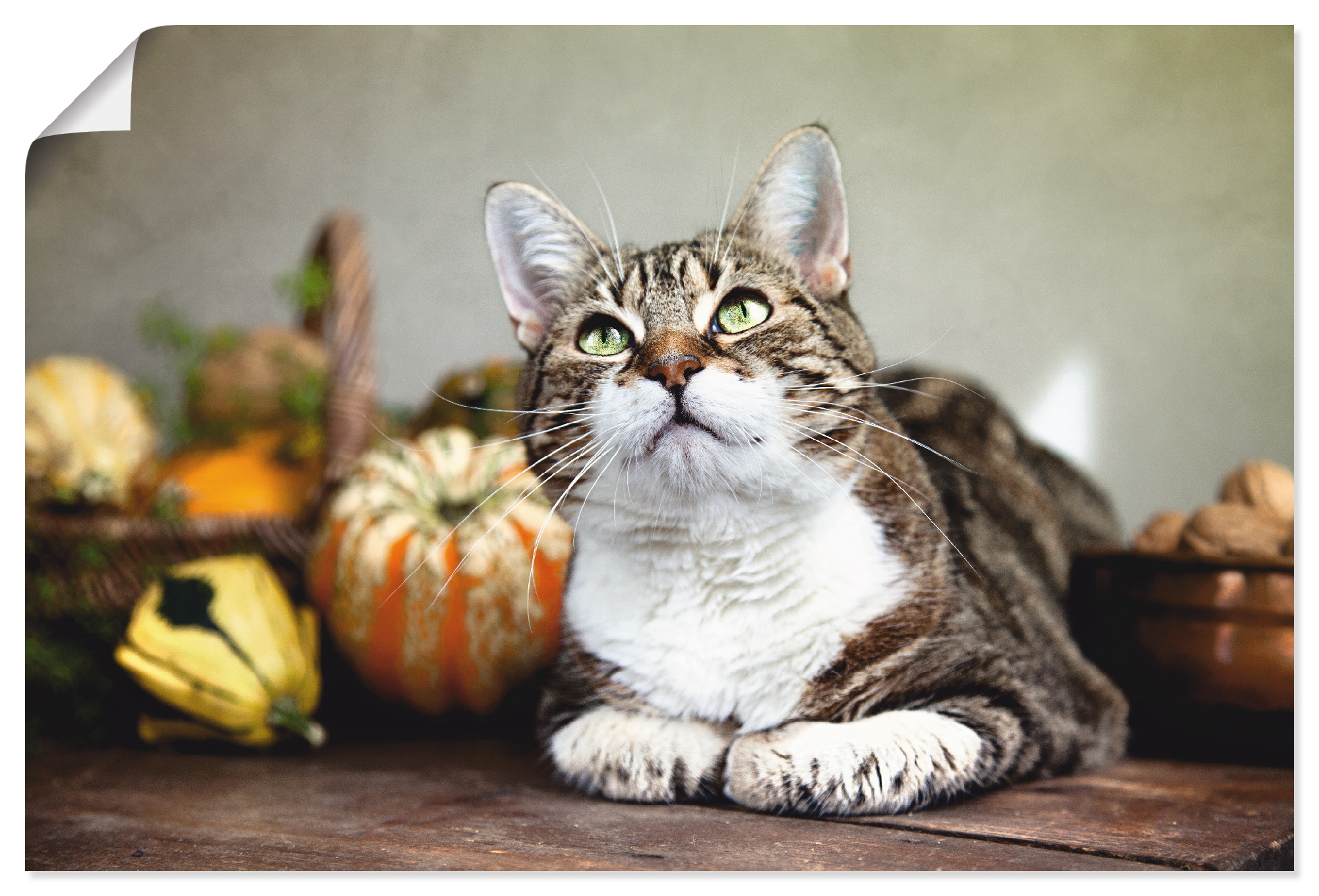 Artland Poster »Katze und Herbstdeko«, Haustiere, (1 St.), als Alubild, Lei günstig online kaufen