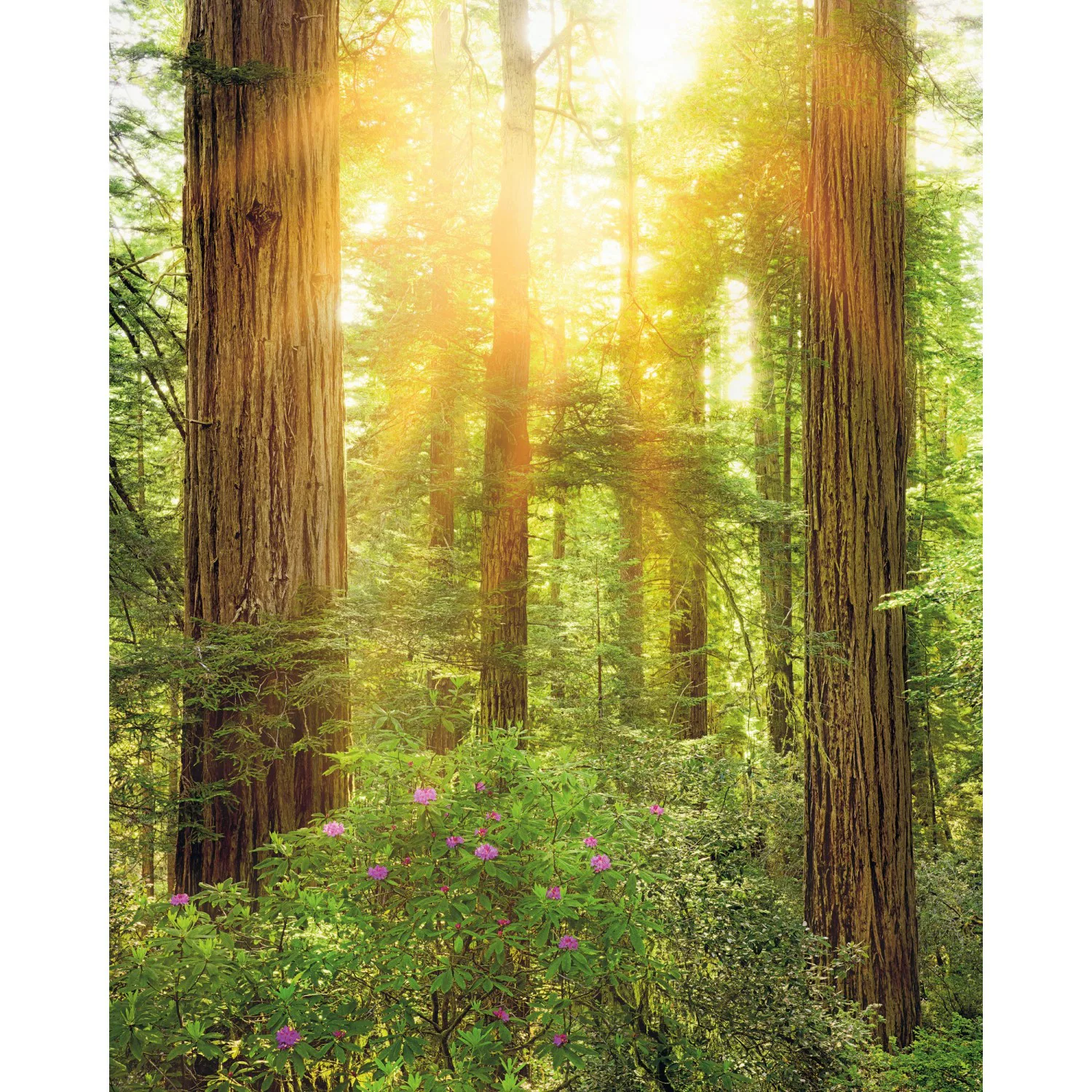 Komar Fototapete Vlies Redwood  200 x 250 cm günstig online kaufen