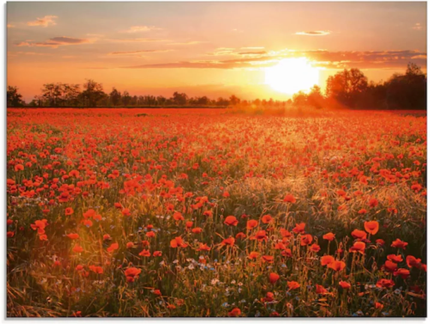 Artland Glasbild "Mohnblumenfeld bei Sonnenuntergang", Blumen, (1 St.) günstig online kaufen