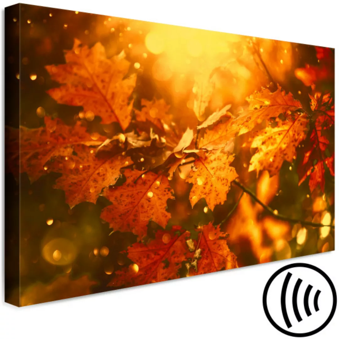 Wandbild Herbstblätter einer Eiche - Foto von Goldblättern im Sonnenschein günstig online kaufen