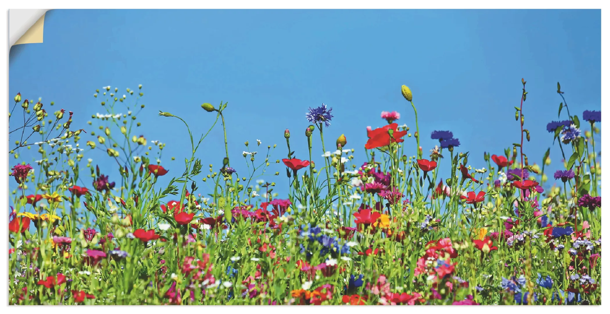 Artland Wandbild »Blumenwiese II«, Blumenwiese, (1 St.), als Leinwandbild, günstig online kaufen