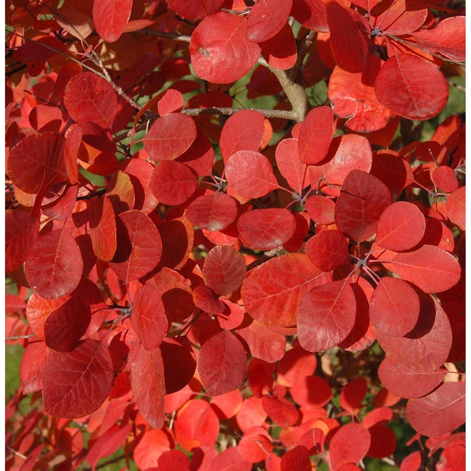 Perückenstrauch Flamissimo 60-80cm - Cotinus coggygria günstig online kaufen