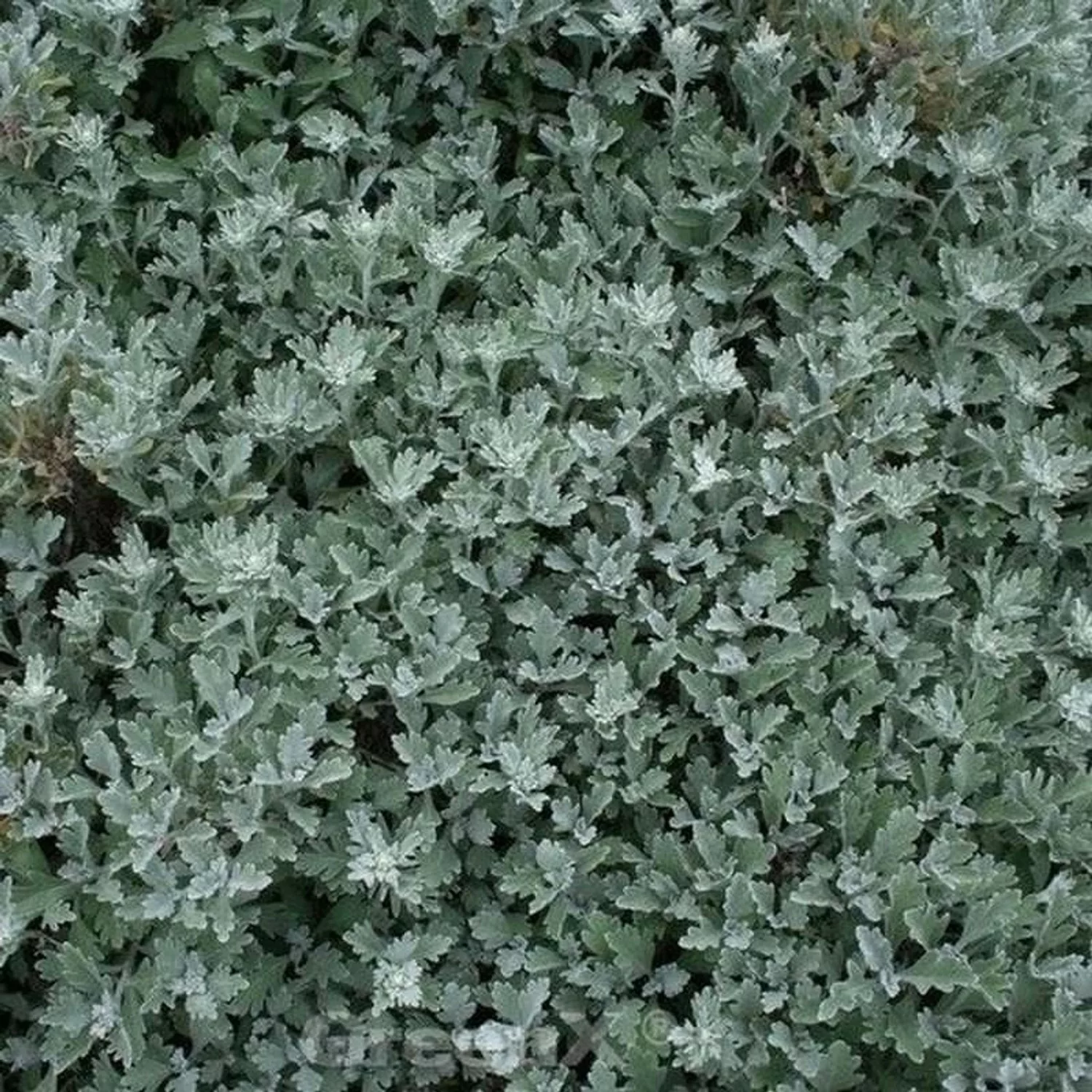 Gabelblatt  - Artemisia stelleriana günstig online kaufen