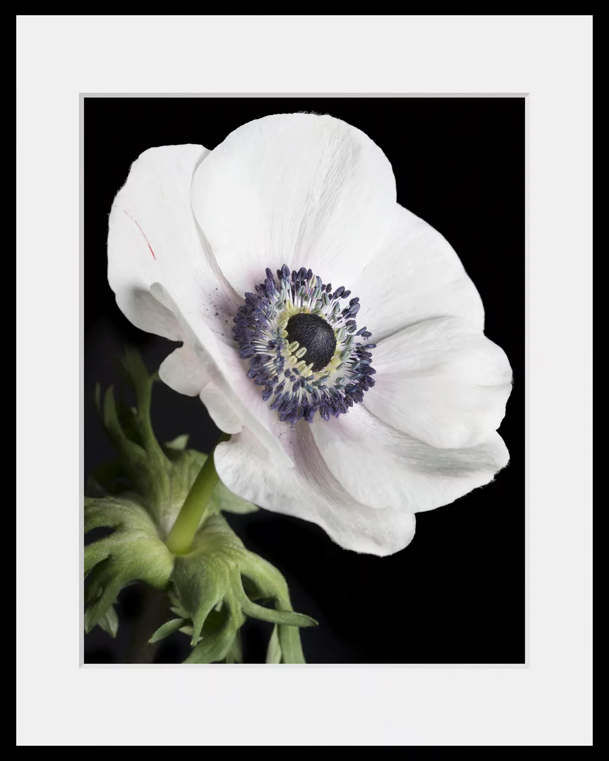 queence Bild »Leslie«, Blumen, (1 St.) günstig online kaufen