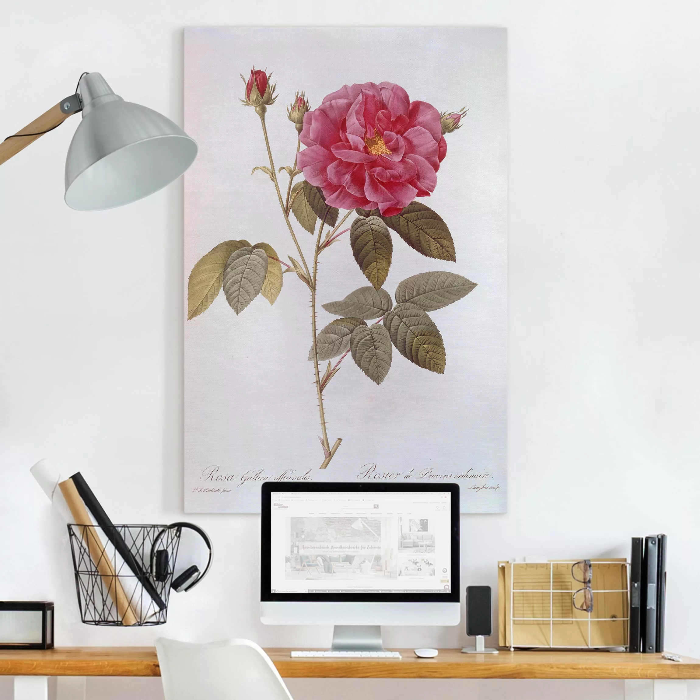 Leinwandbild Blumen - Hochformat Pierre Joseph Redouté - Apothekerrose günstig online kaufen