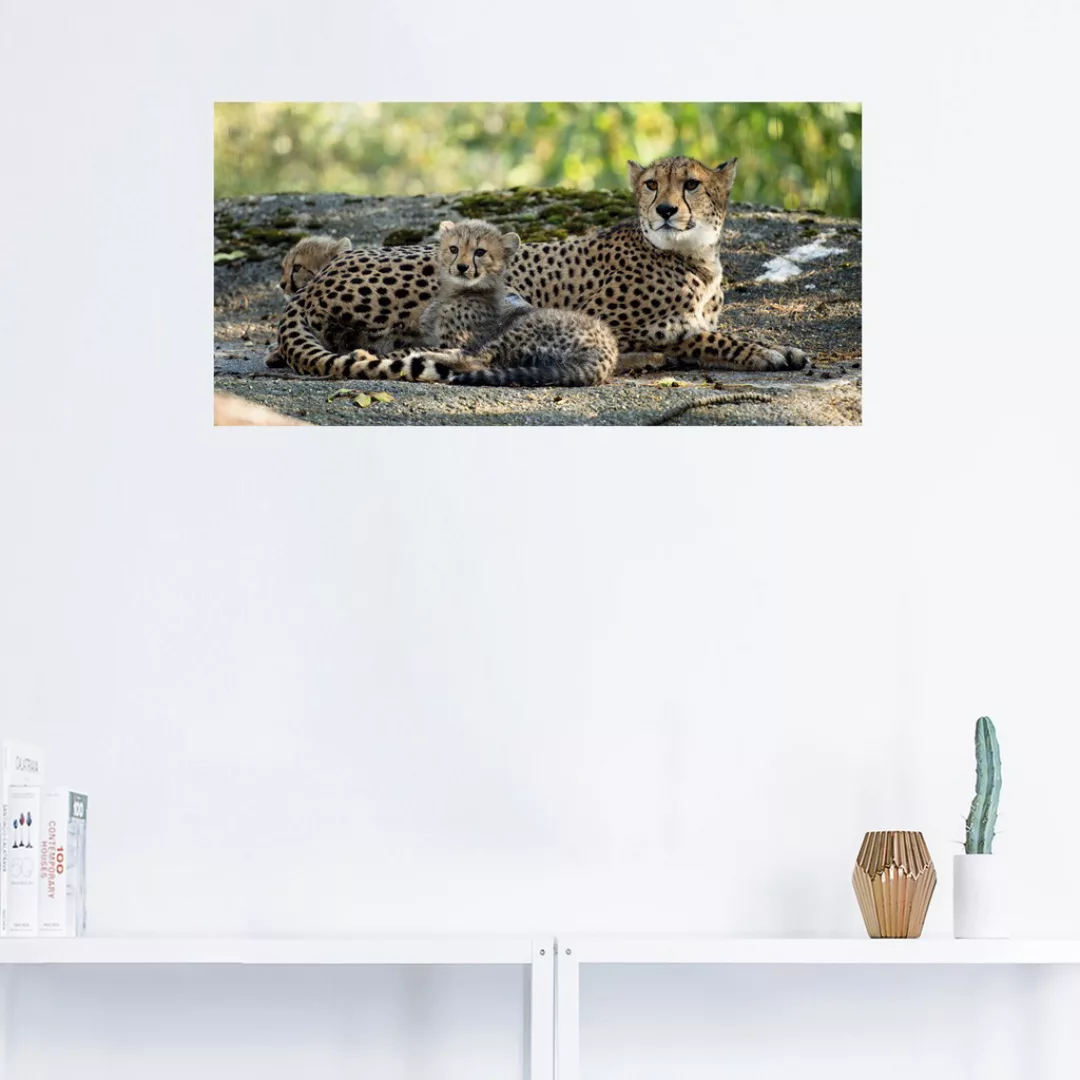 Artland Wandbild »Gepard 2«, Wildtiere, (1 St.), als Leinwandbild, Poster, günstig online kaufen
