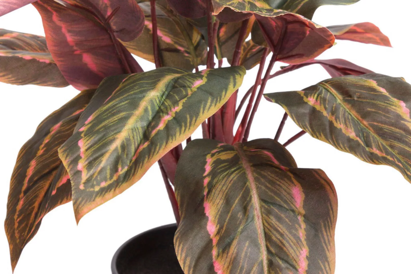Botanic-Haus Künstliche Zimmerpflanze "Calathea" günstig online kaufen