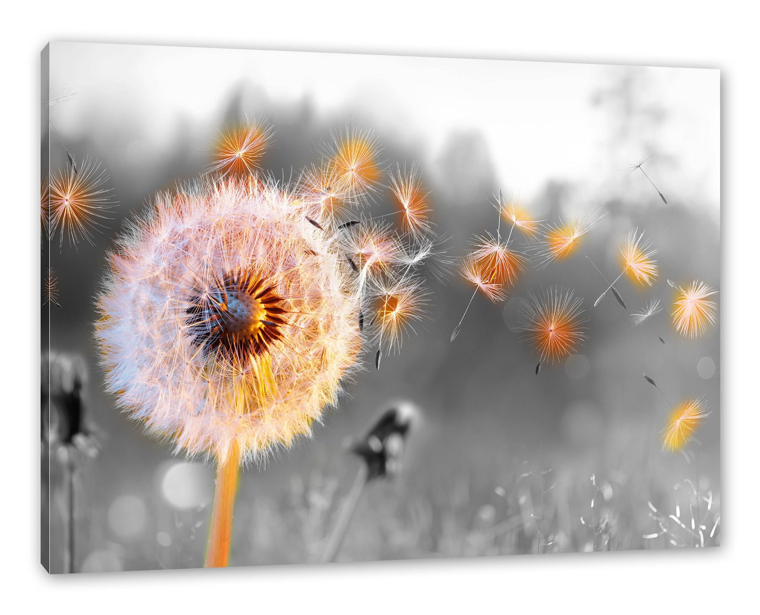 Pixxprint Leinwandbild Nahaufnahme Pusteblume Sonnenuntergang B&W günstig online kaufen