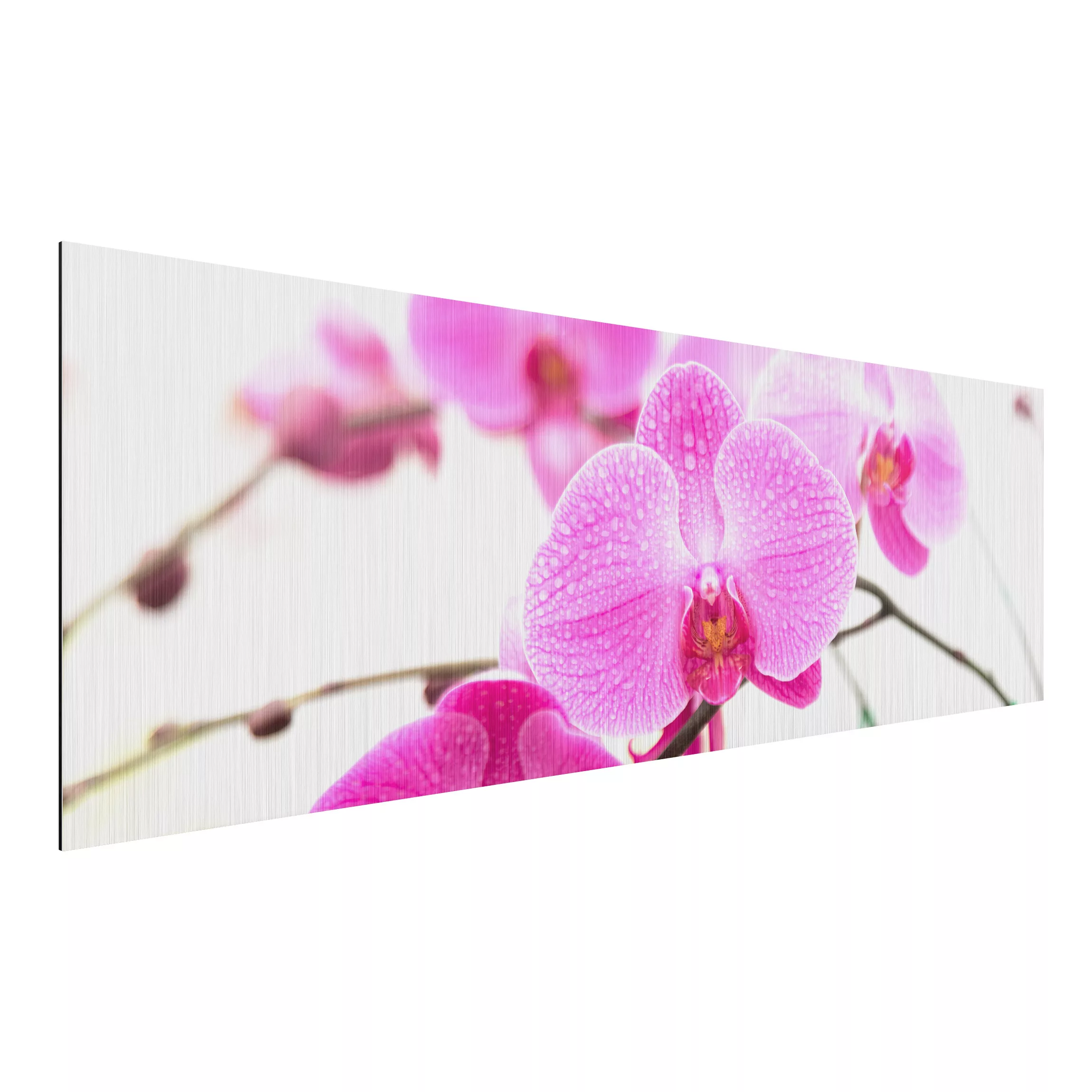 Alu-Dibond Bild Blumen - Panorama Nahaufnahme Orchidee günstig online kaufen