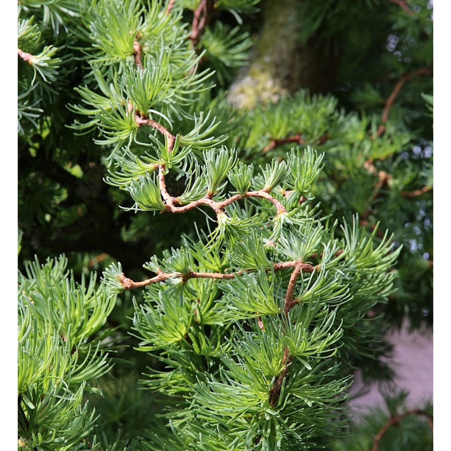 Japanische Korkenzieher Lärche Diana 40-60cm - Larix kaempferi günstig online kaufen