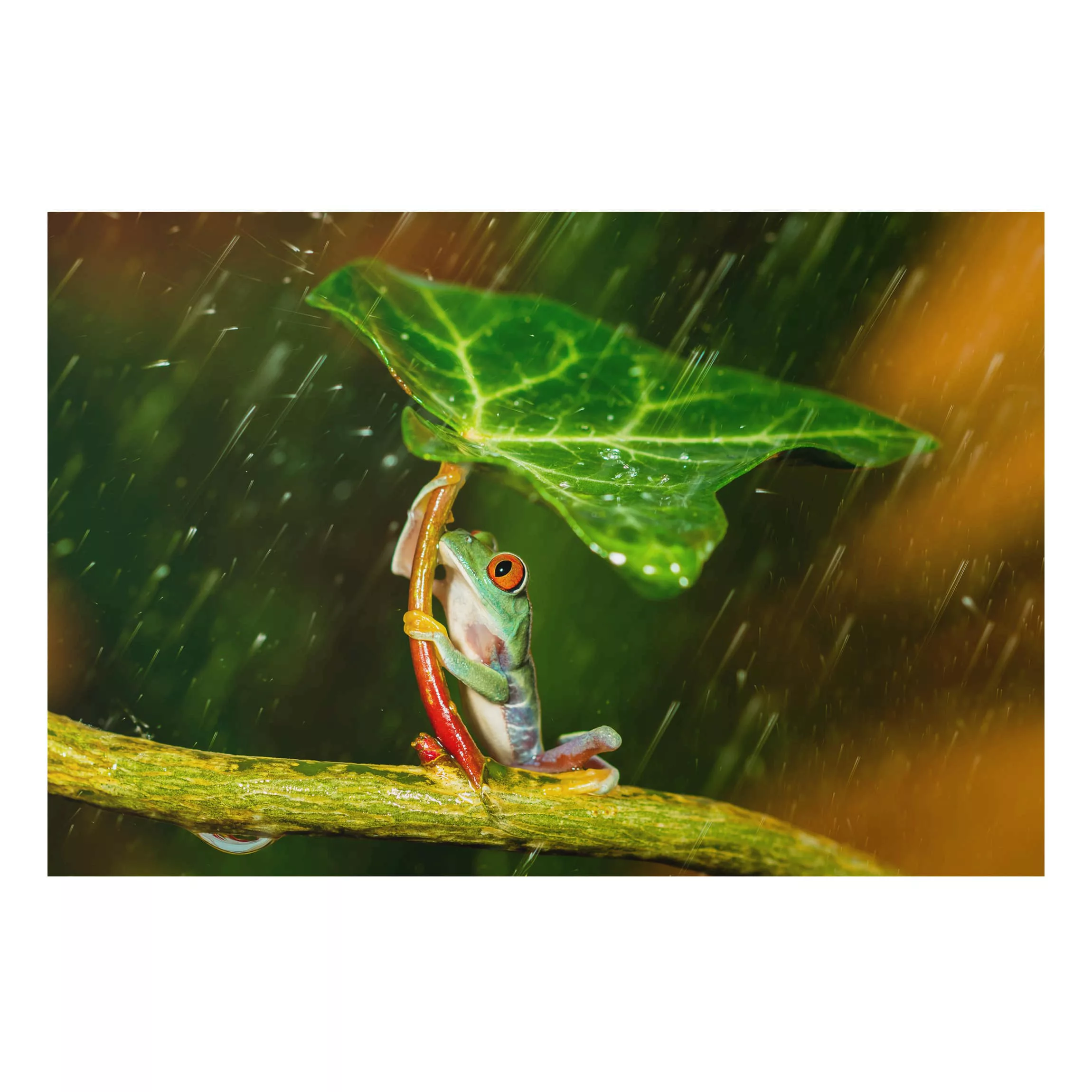 Alu-Dibond Bild Tiere - Querformat 3:2 Ein Frosch im Regen günstig online kaufen