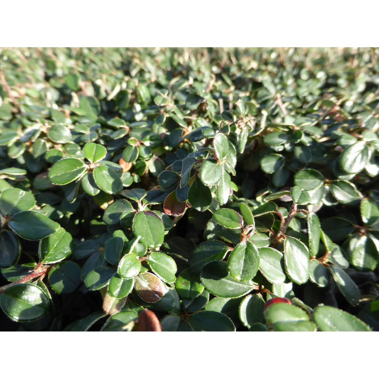 Zwergmispel Cochleatus Topf-Ø ca. 9 cm Cotoneaster microphyllus günstig online kaufen