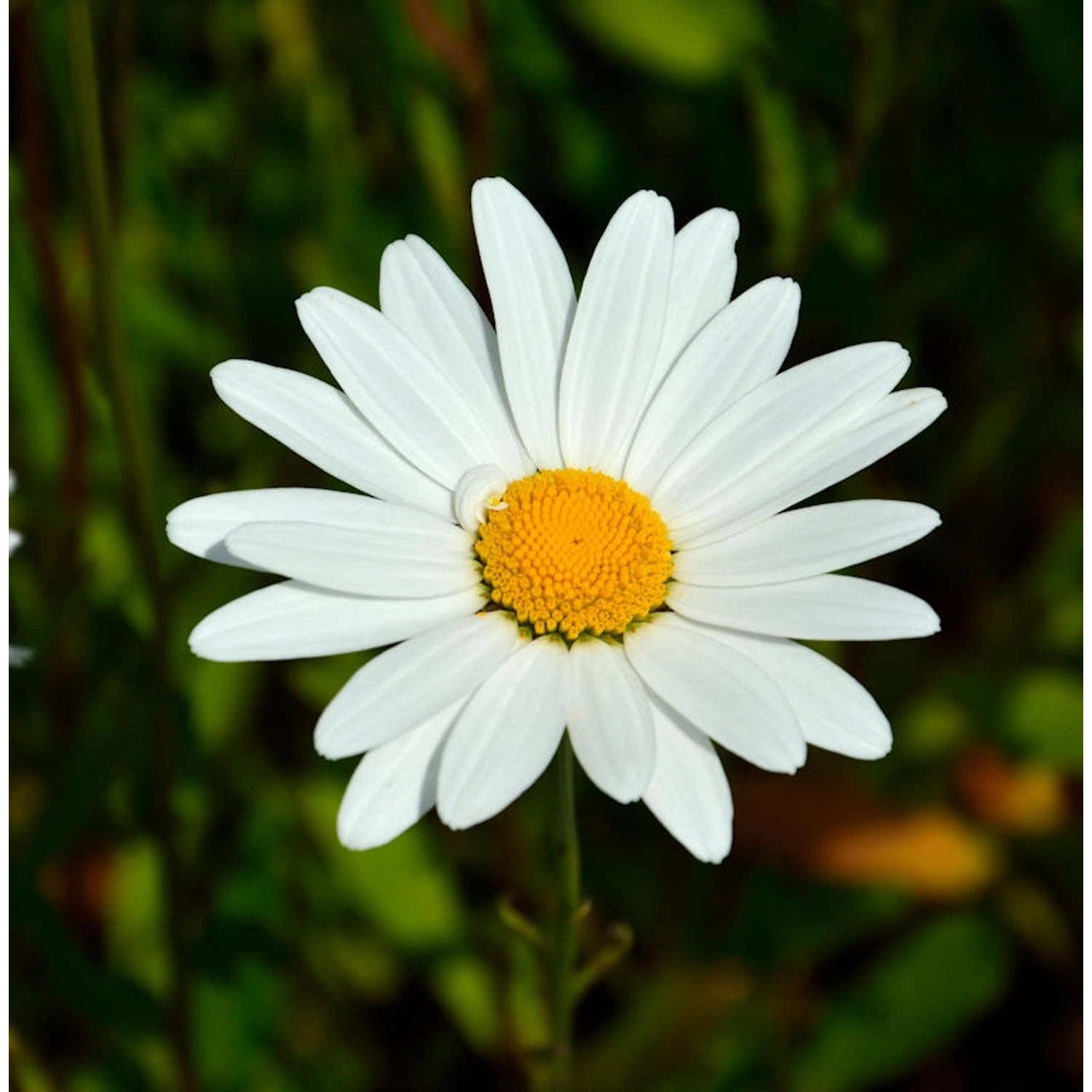 Gartenmargerite Alaska - Leucanthemum superbum günstig online kaufen