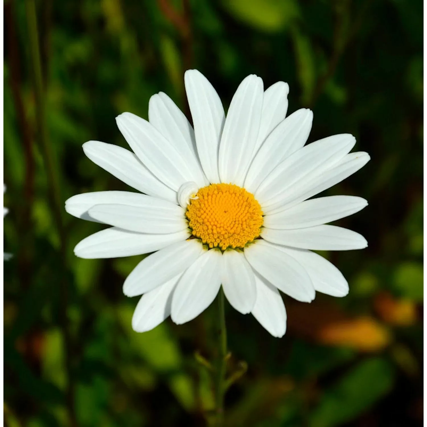 Gartenmargerite Alaska - Leucanthemum superbum günstig online kaufen