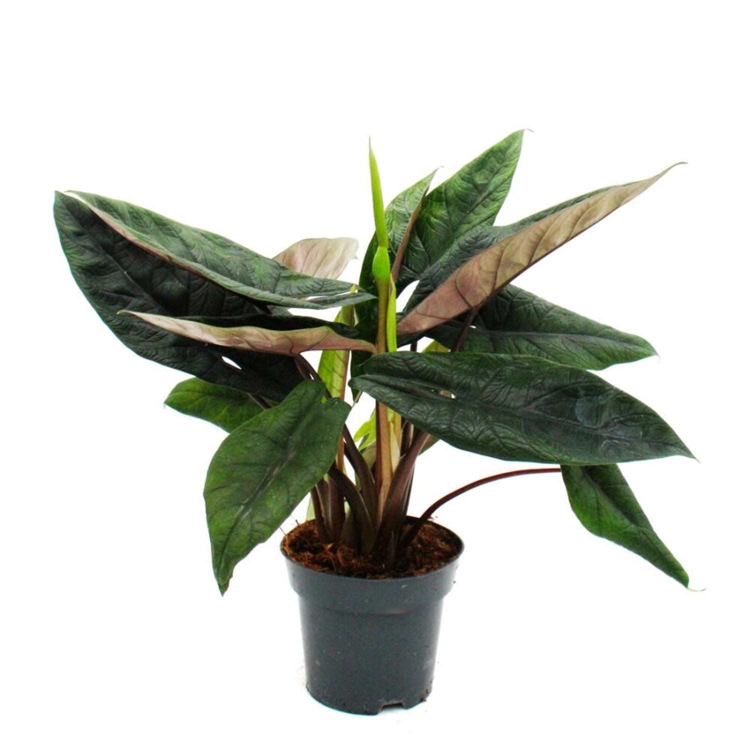 Exotenherz Alocasia Scalprum Schwarzes Pfeilblatt Zimmerpflanze 14cm Topf günstig online kaufen