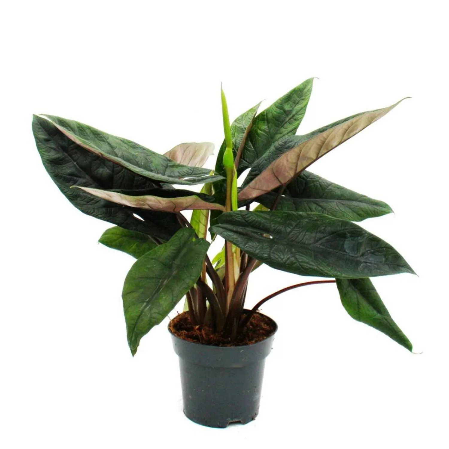 Exotenherz Alocasia Scalprum Schwarzes Pfeilblatt Zimmerpflanze 14cm Topf günstig online kaufen