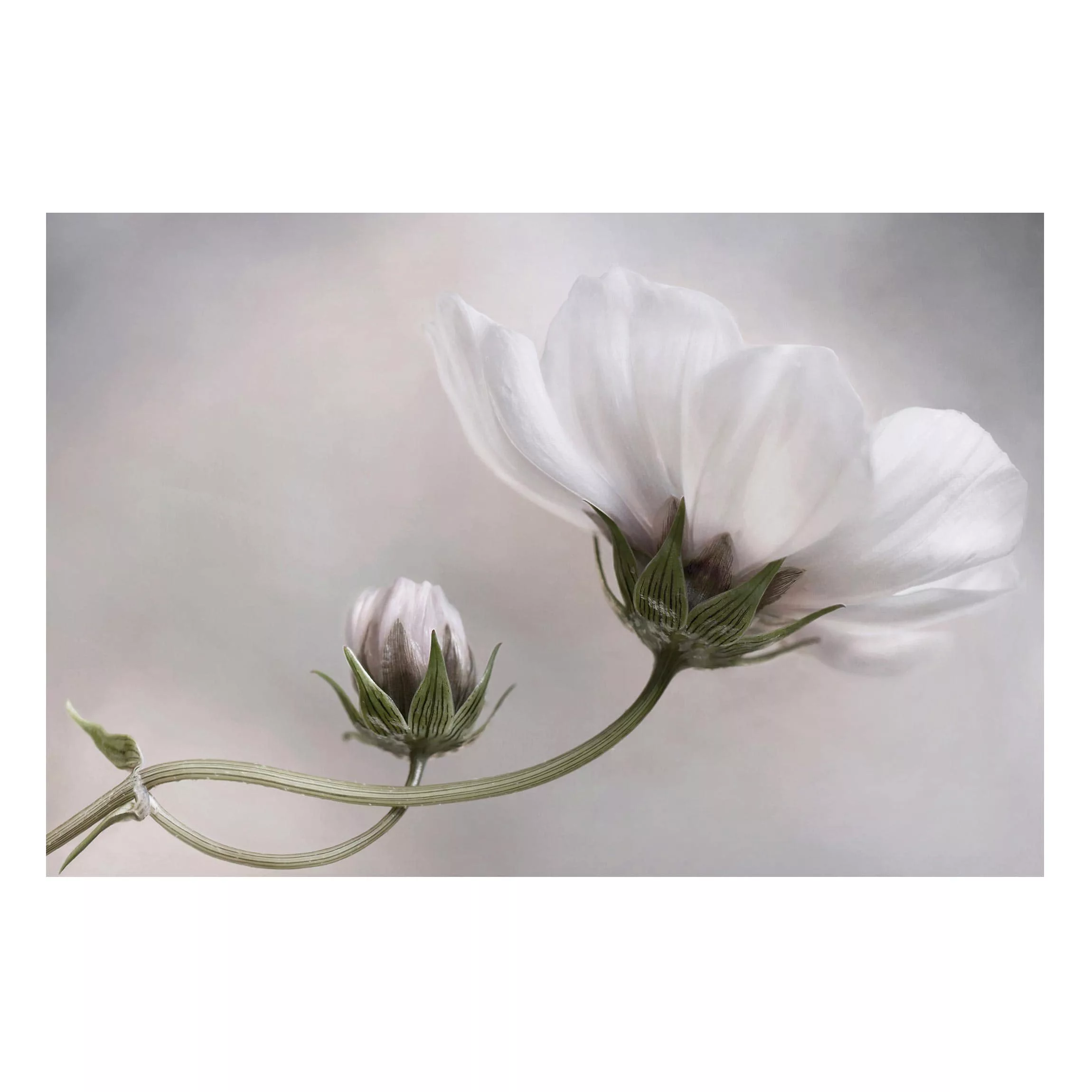 Magnettafel Blumen - Querformat 3:2 Simply Cosmos günstig online kaufen