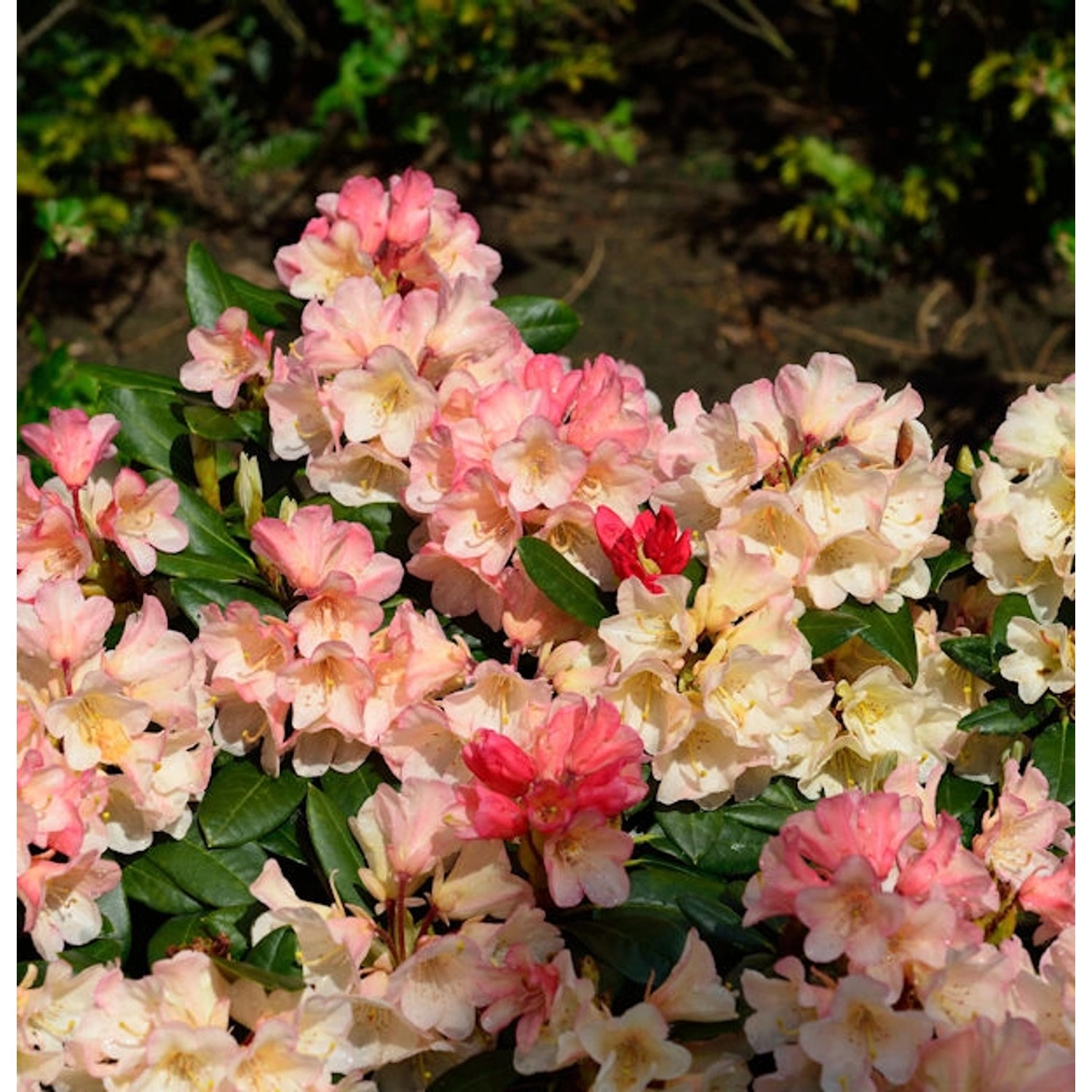 INKARHO - Großblumige Rhododendron Aureolin 30-40cm - Alpenrose günstig online kaufen