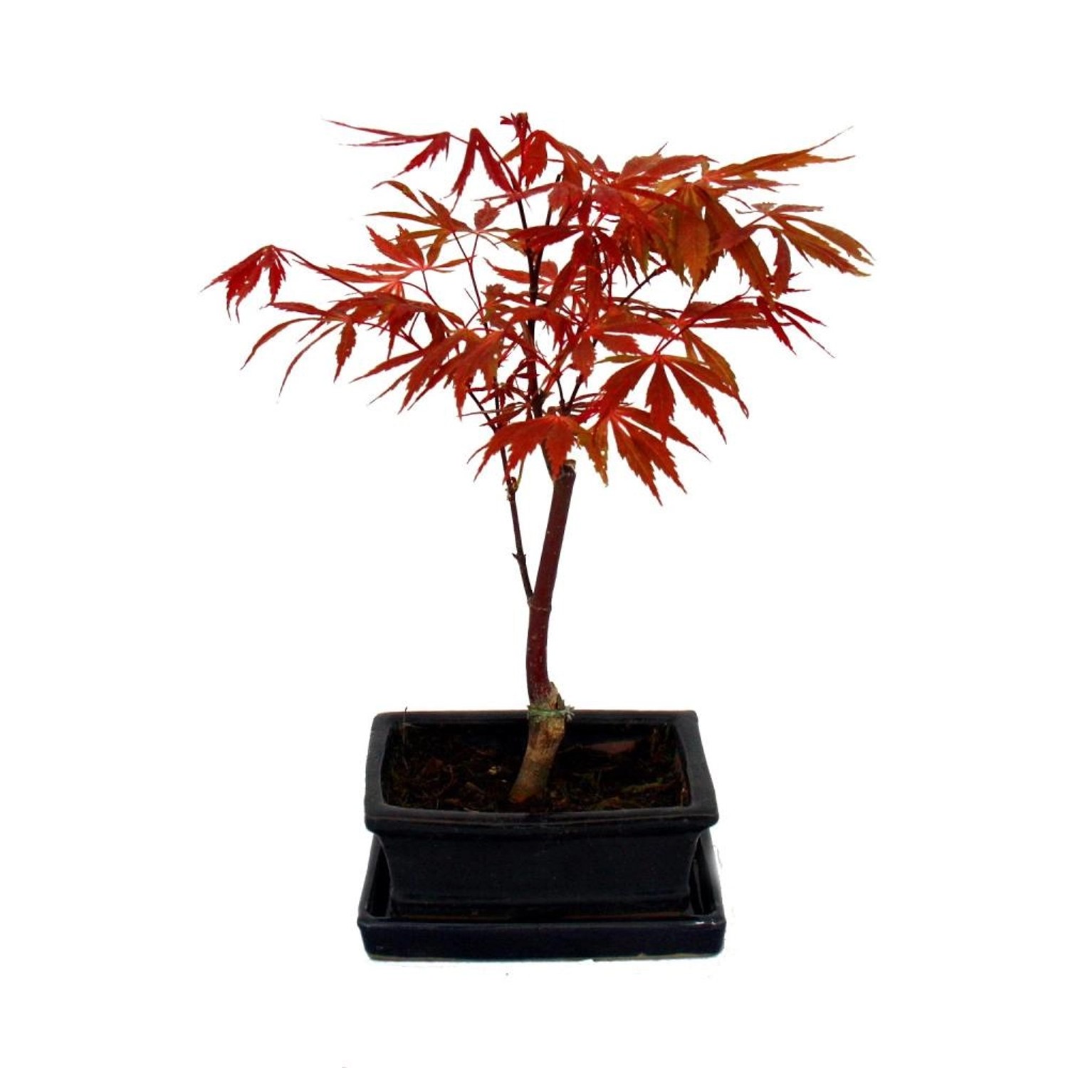 Exotenherz Bonsai Japanischer Fächerahorn Acer Palm. Atropurpureum 15cm Eck günstig online kaufen