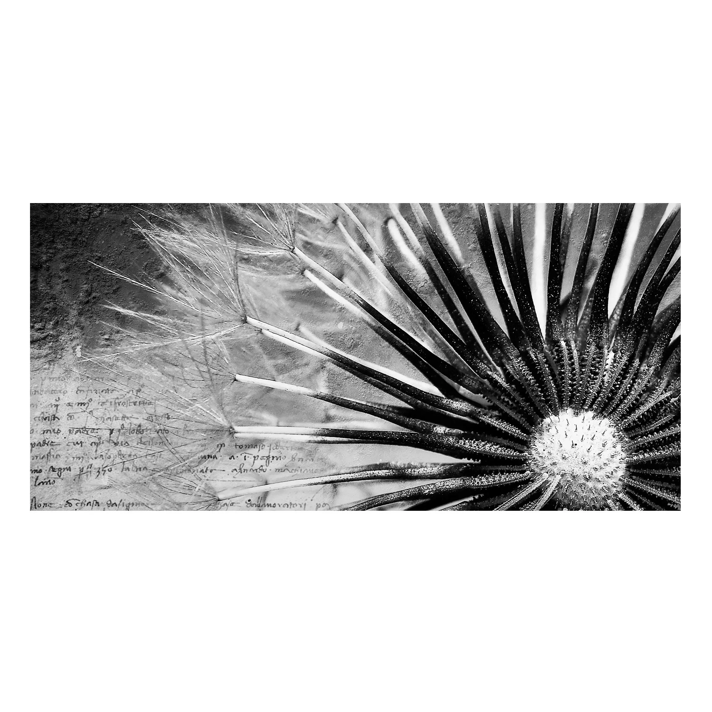 Magnettafel Blumen - Querformat 2:1 Pusteblume Schwarz & Weiß günstig online kaufen