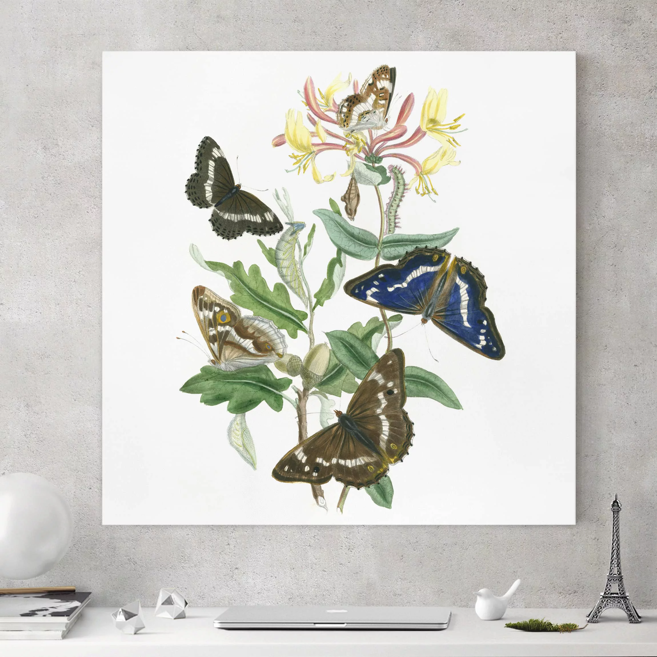 Leinwandbild Blumen - Quadrat Britische Schmetterlinge IV günstig online kaufen
