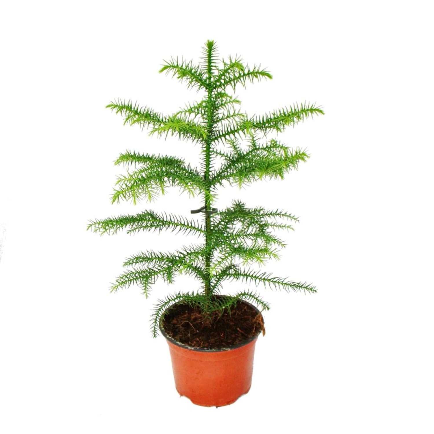 Exotenherz Araucaria Heterophylla 12cm Zimmertanne günstig online kaufen