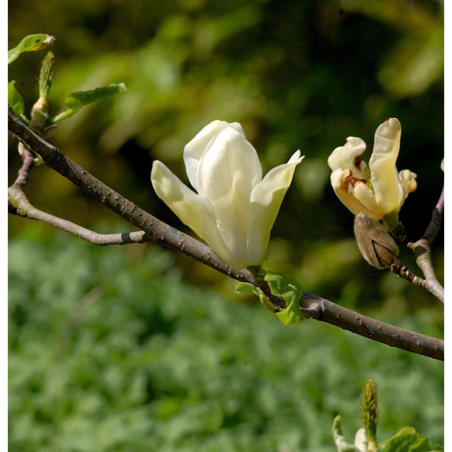 Magnolie Daphne 30-40cm - Magnolia günstig online kaufen