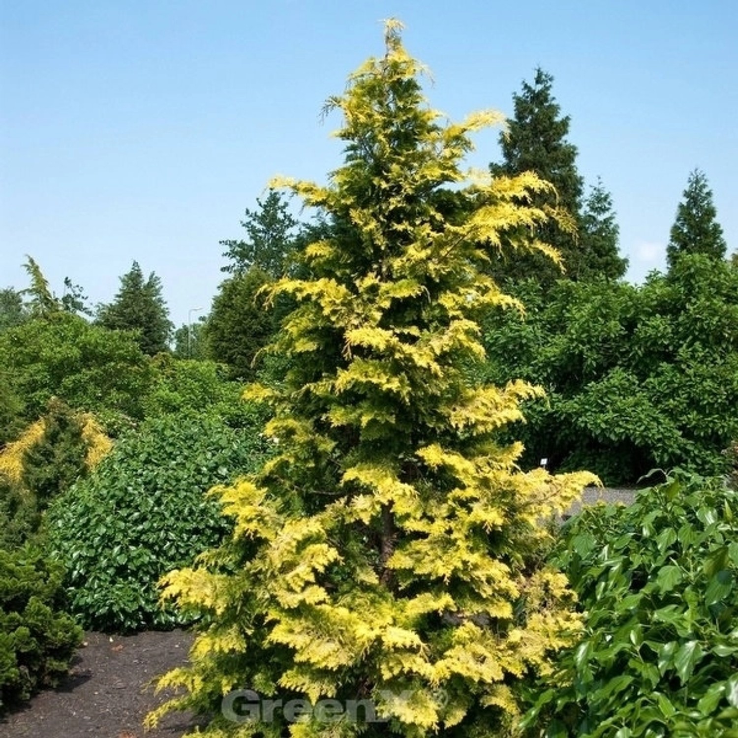 Hinoki Scheinzypresse Crippsii 60-80cm - Chamaecyparis obtusa günstig online kaufen