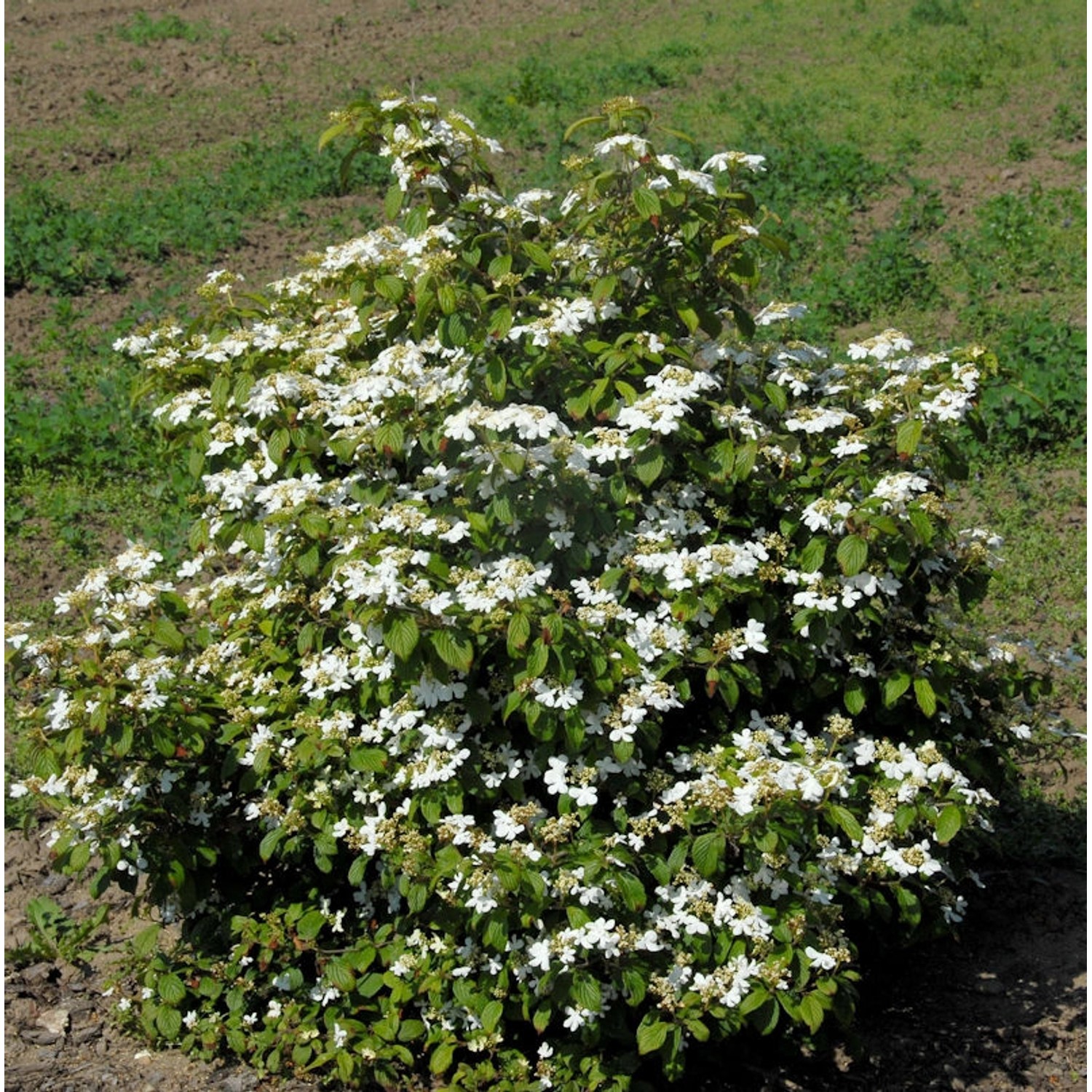 Gefüllter Schneeball Watanabe 40-60cm - Viburnum plicatum günstig online kaufen