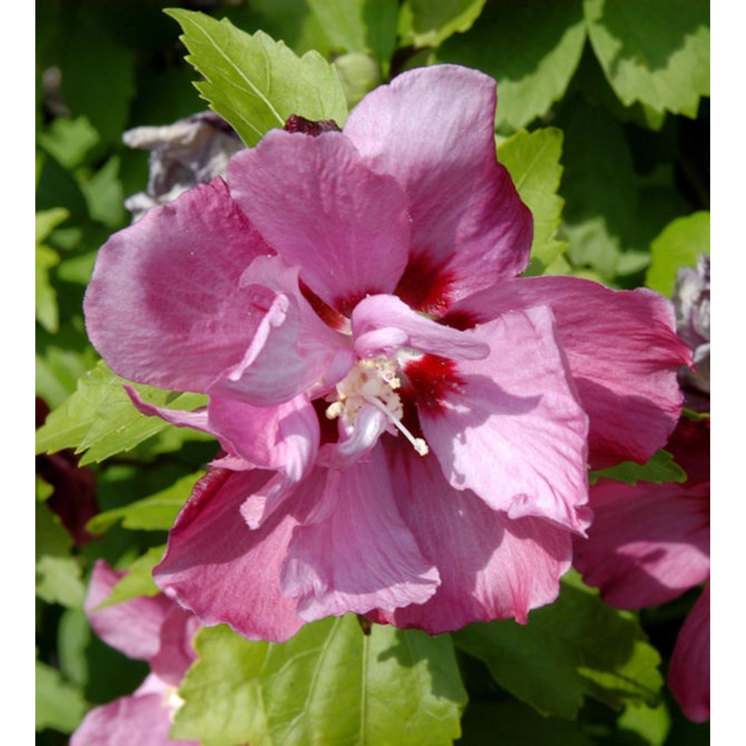 Hochstamm Garteneibisch Pink Giant 100-125cm - Hibiscus syriacus günstig online kaufen