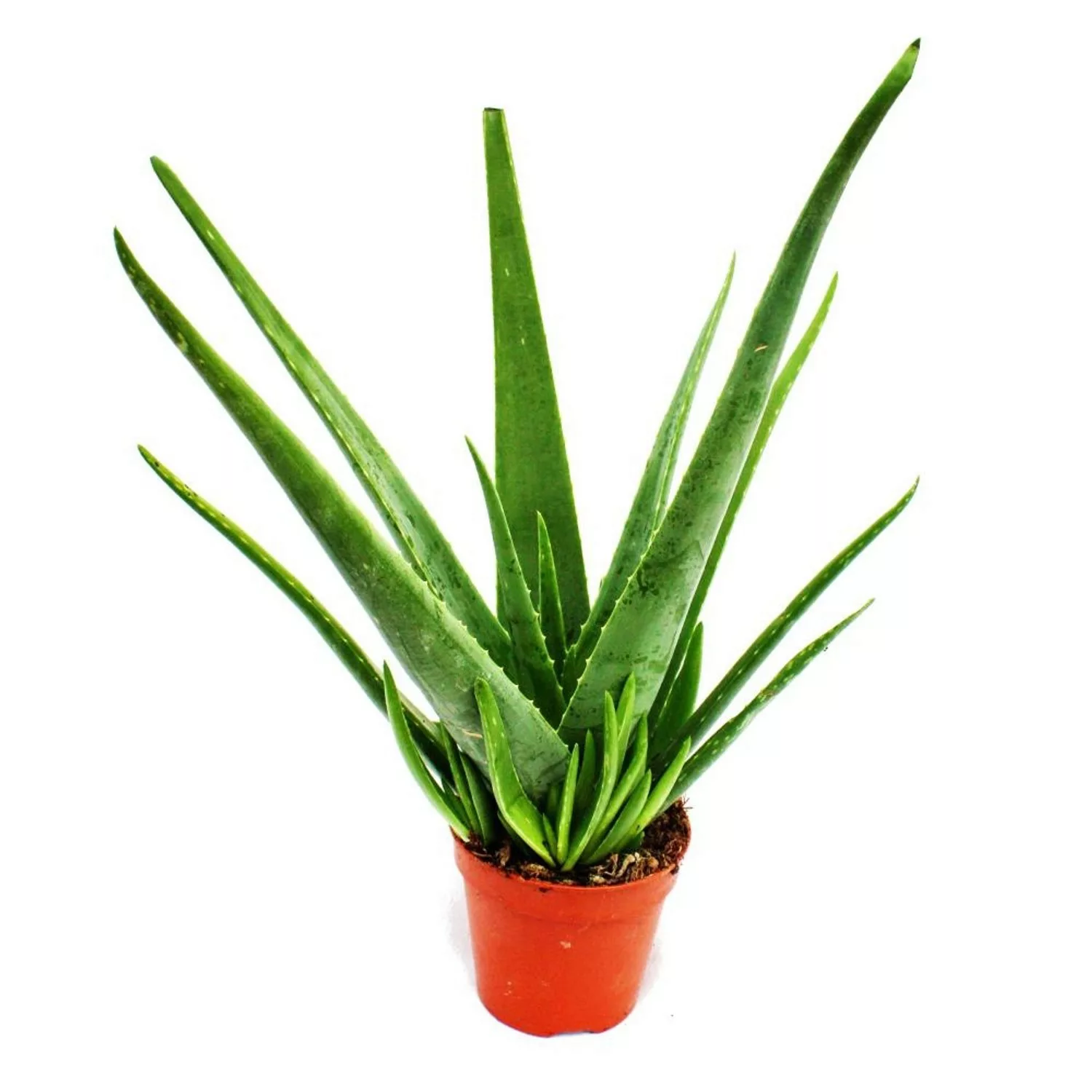 Exotenherz Aloe Vera ca. 4-5 Jahre Alt 15cm Topf günstig online kaufen