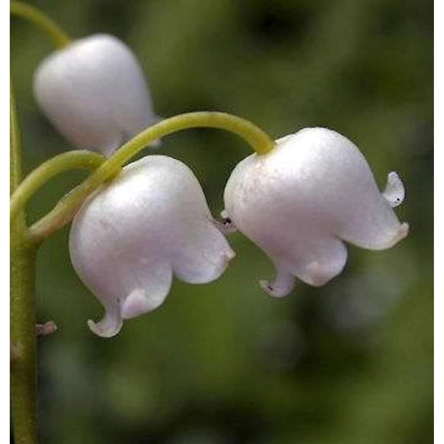 Maiglöckchen Grandiflora - Convallaria majalis günstig online kaufen