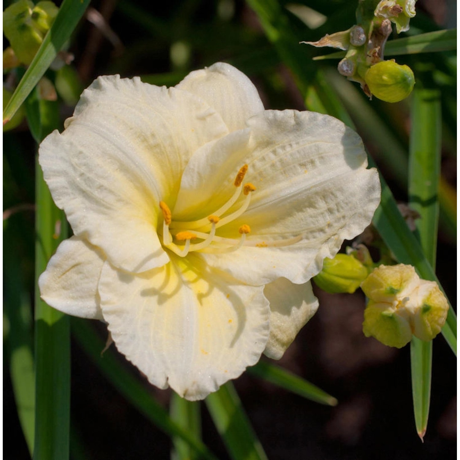 Taglilie Serena Madonna - Hemerocallis günstig online kaufen