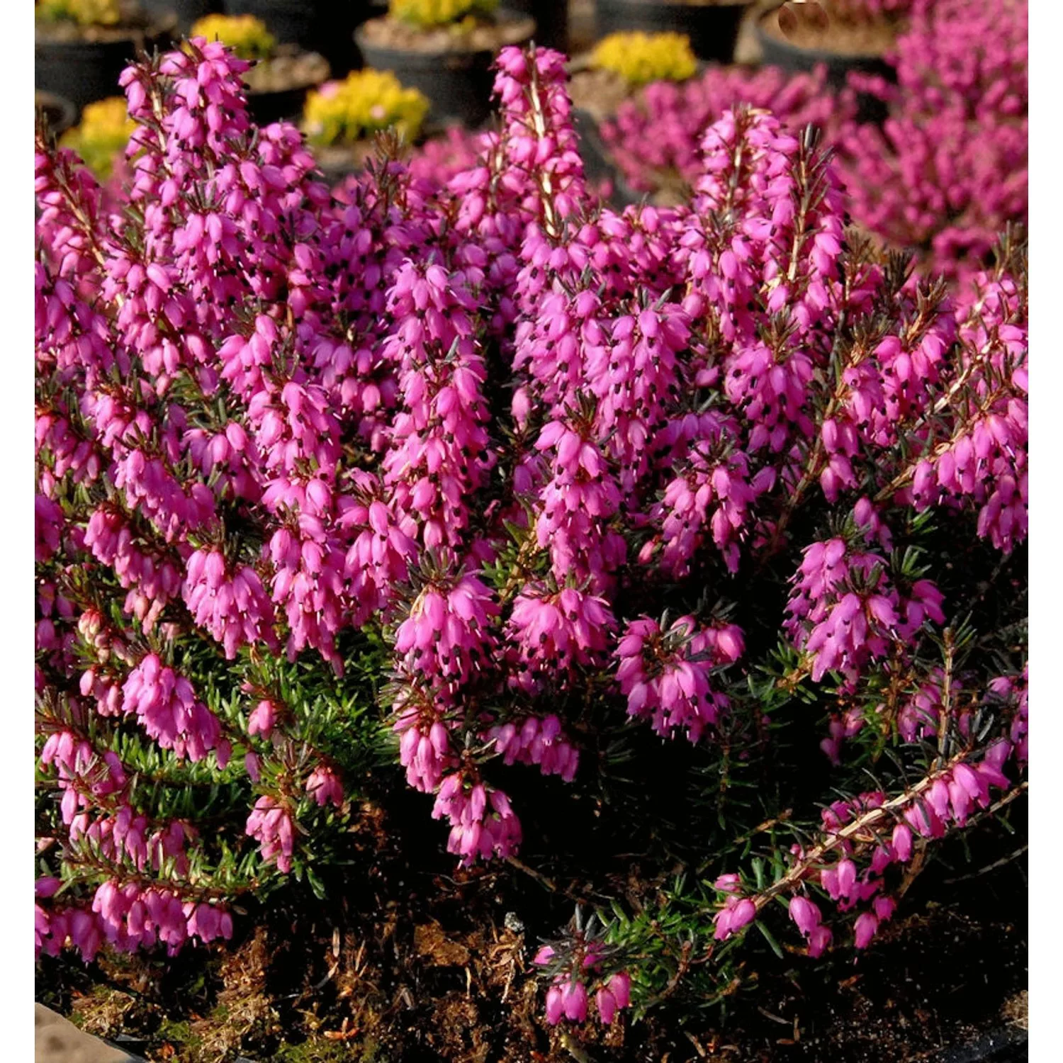 10x Winterheide Mojave - Erica carnea günstig online kaufen