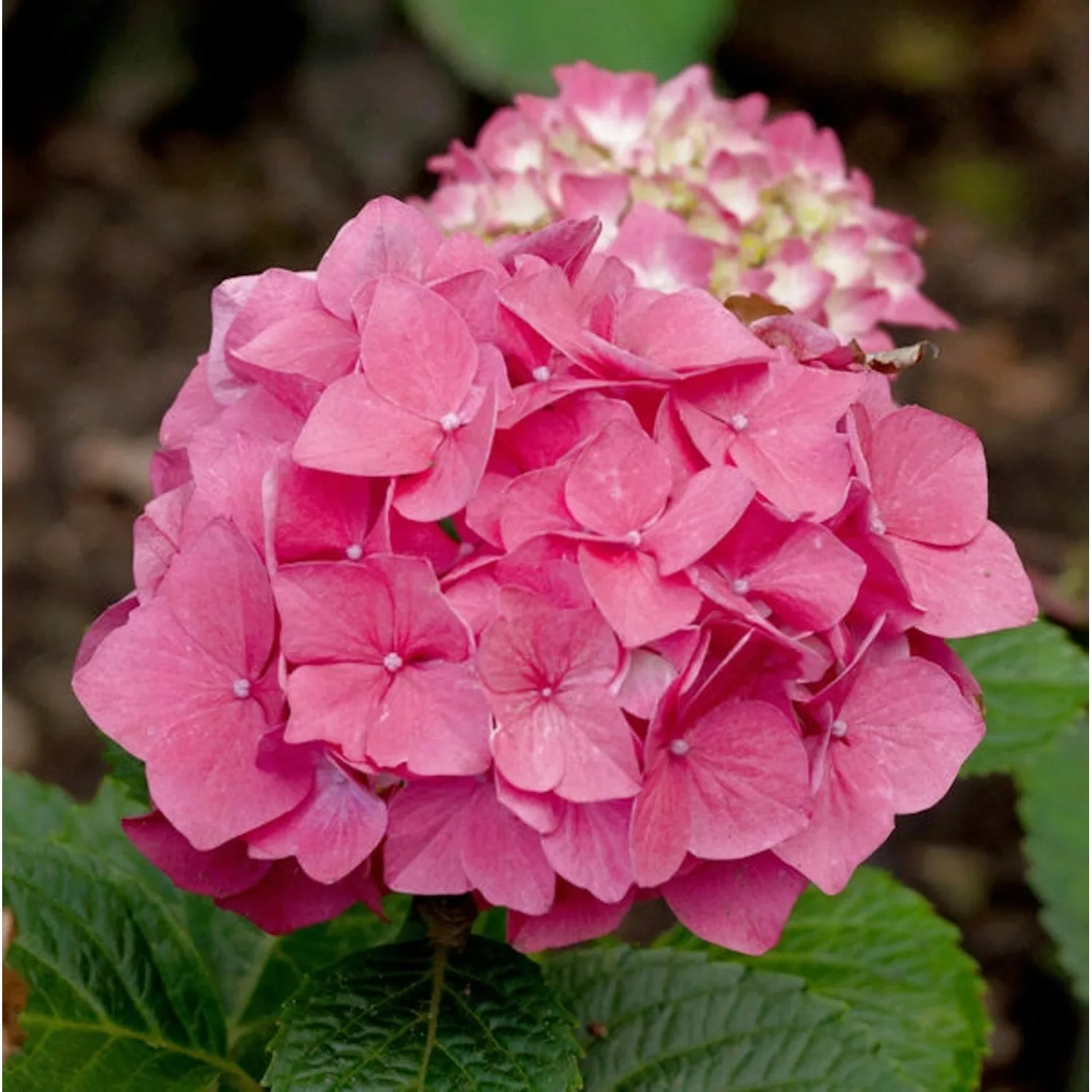 Bauernhortensie Red Baron 30-40cm - Hydrangea macrophylla günstig online kaufen