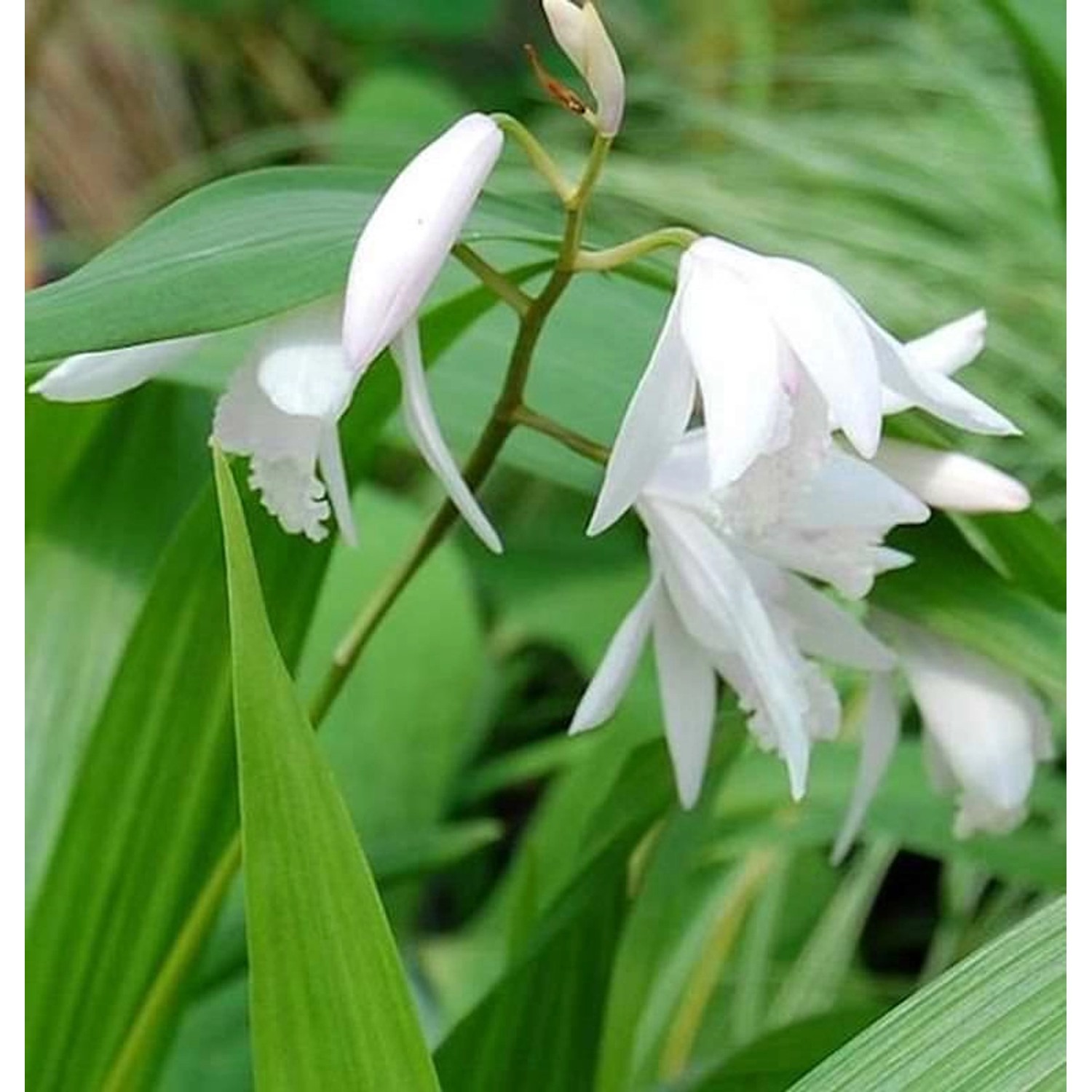 China Freiland Orchidee Alba - Bletilla striata günstig online kaufen