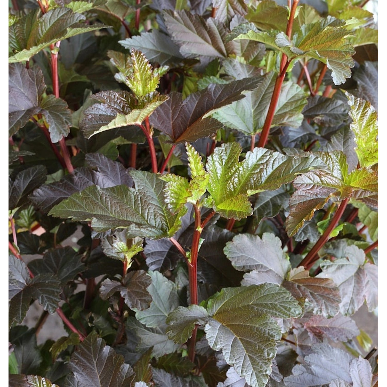 Hochstamm Fasanenspiere Diable d Or 80-100cm - Physocarpus opulifolius günstig online kaufen