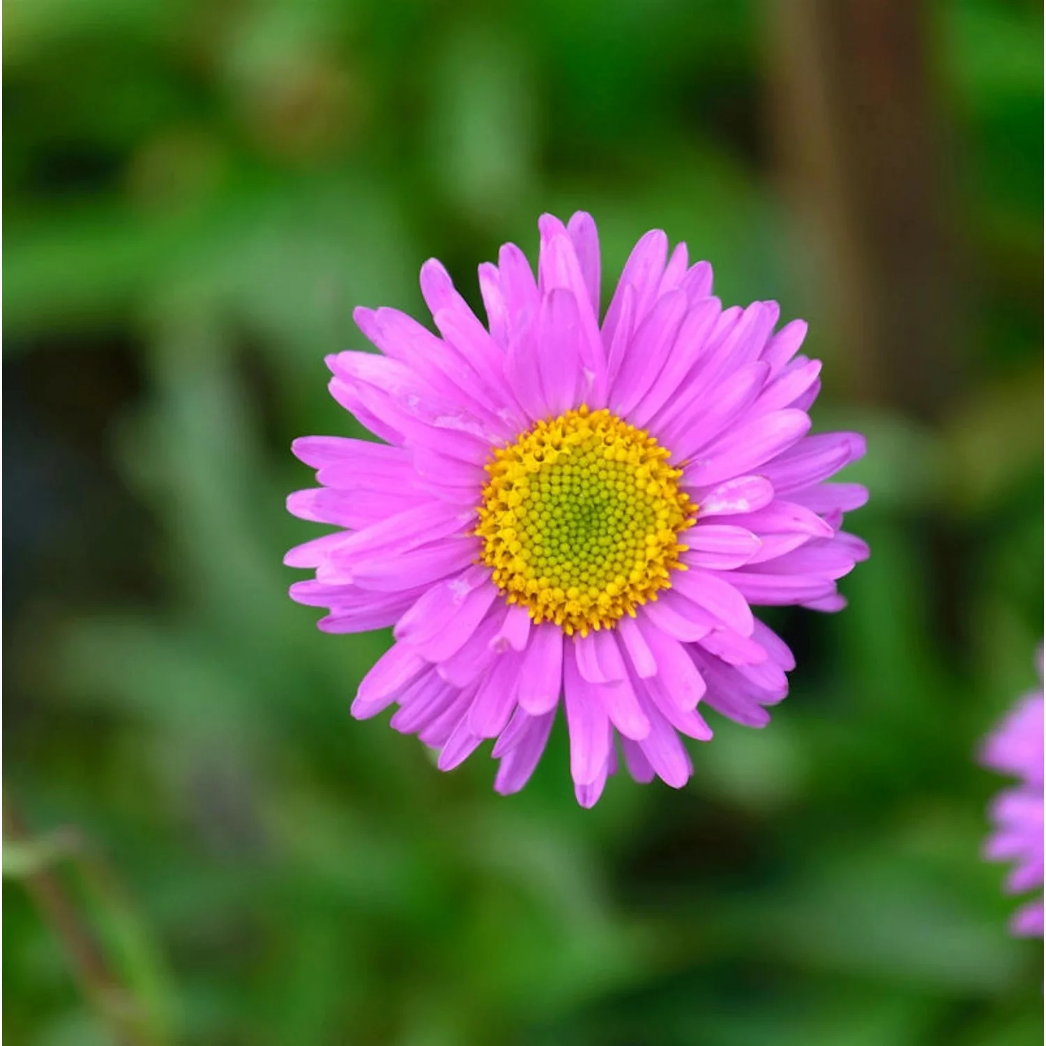 Kissenaster Alice Haslam - Aster alpinus günstig online kaufen